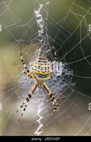 Argiope bruennichi, gemeinhin bekannt als die Wasp-Spinne Stockfoto