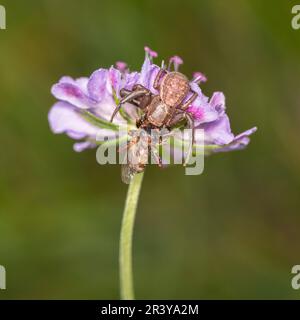 Xysticus kochi mit Fliege, Krabbenspinne auf sabböser Blume Stockfoto