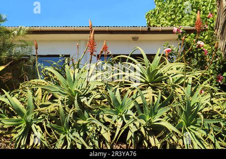 Blühender Red Hot Poker Aloe (Aloe aculeata) in einem Garten auf der Osterinsel Chile, Südamerika Stockfoto