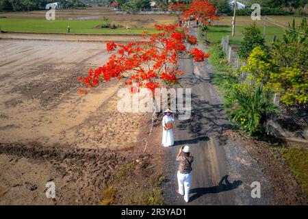 Long an Province, Vietnam - 23. Mai 2023: Touristen machen Fotos unter den blühenden phoenix-Bäumen auf der Straße in Long an Province, Vietnam Stockfoto