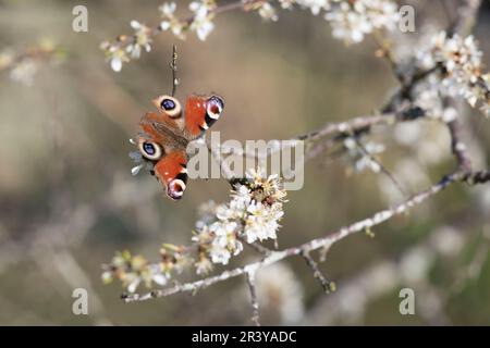 Ein Peacock Butterfly (Aglais IO) mit Ragged Wings, die in der frühen Abendsonne auf Blumen auf einem Blackthorn oder Sloe (Prunus Spinosa) forschen Stockfoto