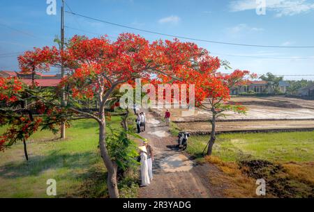 Long an Province, Vietnam - 23. Mai 2023: Touristen machen Fotos unter den blühenden phoenix-Bäumen auf der Straße in Long an Province, Vietnam Stockfoto