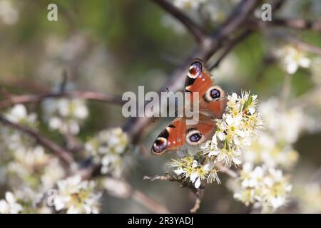 Ein europäischer Peacock Butterfly (Aglais IO), der sich auf Blackthorn sonnt, oder Sloe, (Prunus Spinosa) Blossom am späten Nachmittag Stockfoto