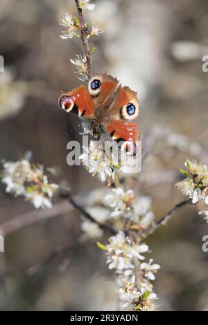 Ein Peacock Butterfly (Aglais IO), der sich an einem Aprilabend auf der Weißen Blüte von Blackthorn oder Sloe (Prunus Spinosa) befindet Stockfoto