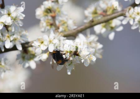 Eine Bumblebee mit Schwanzflosse (Bombus Terrestris), die im April Sonnenschein auf Damson Tree Blossom (Prunus insititia) forscht Stockfoto