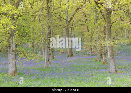 Eichenbäume mit Blauflächen (Hyacinthoides non-scripta) in Blume am frühen Morgen im Kinclaven Bluebell Wood im Frühling Stockfoto