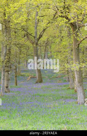 Ein Teppich aus Bluebells der Ureinwohner (Hyacinthoides Non-scripta) rund um die Eichen im Alten Waldland im Kinclaven (Ballathie) Bluebell Wood Stockfoto