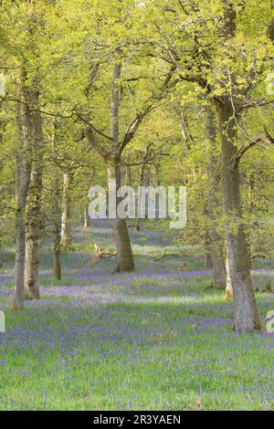 Frühlingssonne auf Bluebells (Hyacinthoides Non-scripta) in Flower below Oak Trees in Kinclaven Bluebell Wood, Perth und Kinross Stockfoto