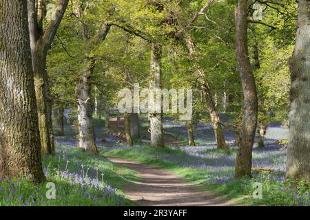 Ein Fußweg durch Eichenbäume im Kinclaven Bluebell Wood mit Blütenbäumen (Hyacinthoides Non-scripta) in Blume im dappled Spring Sunshine Stockfoto