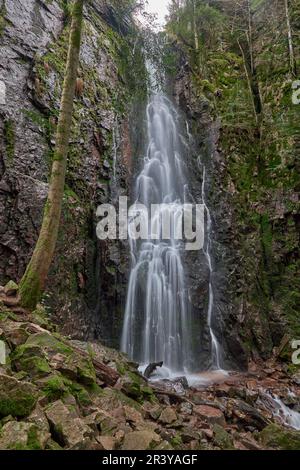 Der Burgbach-Wasserfall im Nadelwald fällt über Granitfelsen in das Tal bei Bad Rippoldsau-Schapbach, Schwarzwald, Deutschland. Unglaublich Stockfoto