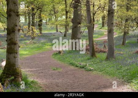 Der gewundene, unberührte Pfad führt durch Eichen und Bluebells (Hyacinthoides Non-scripta) in Flower in den Kinclaven Bluebell Wood Stockfoto