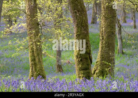 Im Alten Wald im Kinclaven Bluebell Wood in Perthshire bedeckten Moos Eichen mit einheimischen Bluebells (Hyacinthoides Non-scripta) in Flower Stockfoto