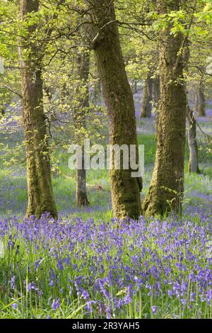 Sonnenschein auf moosbedeckten Eichen, umgeben von Bluebells im Alten Wald von Kinclaven, früher bekannt als Ballathie Bluebell Woods Stockfoto