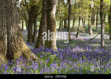 Ein Teppich aus Bluebells der Ureinwohner (Hyacinthoides Non-scripta) in Kinclaven, Perth und Kinross im antiken Waldgebiet in verdorbenem Sonnenschein Stockfoto