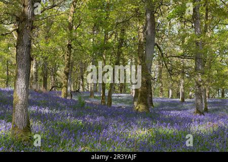 The Woodland Floor in Kinclaven Bluebell Wood, Perthshire, im Frühling der Sonne mit einheimischen Bluebells (Hyacinthoides Non-scripta) in Flower Stockfoto