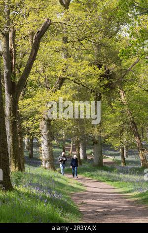 Zwei Menschen wachen in den Kinclaven Bluebell Woods auf, Perth und Kinross, in der Sonne im Frühling Stockfoto