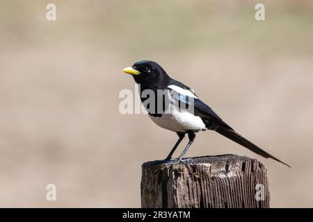 Gelbschnabel-Elster, die auf einem Zaunpfahl sitzt Stockfoto