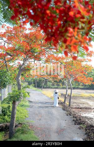 Long an Province, Vietnam - 23. Mai 2023: Der weiße Ao dai eines Schulmädchens und eine Reihe von phoenix-Blumen blühen auf dem Weg zur Schule in Long an Province, Vietnam Stockfoto