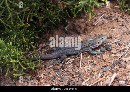 Gran-Canaria-Riesenechse (Gallotia stehlini) Stockfoto