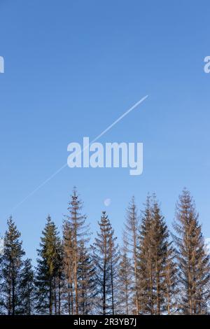 Tree Tops mit blauem Himmel Stockfoto