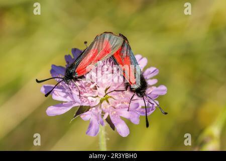 Zygaena purpuralis, auch bekannt als transparenter burnet Stockfoto