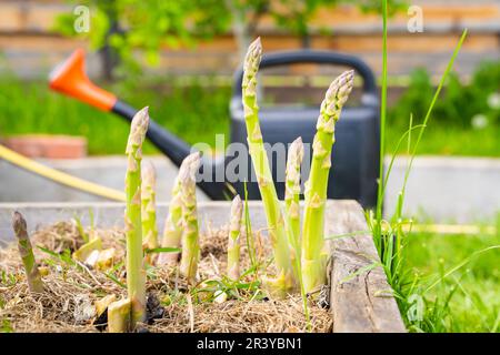 Grüner Spargel wächst in einem Gartenbett vor dem Hintergrund einer Gießkanne Stockfoto