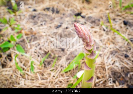 Grüner Spargel-Shoot wächst aus nächster Nähe.Anbau von gesundem Gourmet-Gemüse im Garten Stockfoto
