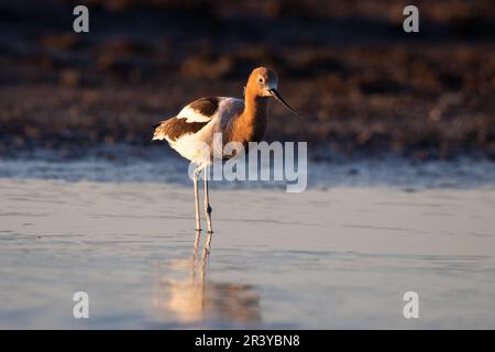 Amerikanische Avocet waten im Wasser Stockfoto