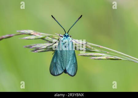 Adscita Stacces, Syn. Procris statices, bekannt als Green Forester, Forester, Motte Stockfoto