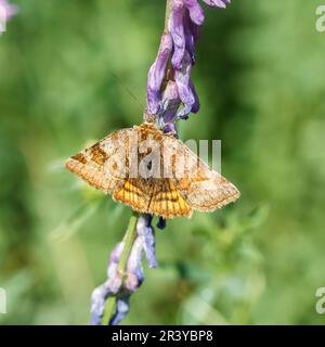 Euclidia glyphica, bekannt als Burnet Companion Motte Stockfoto