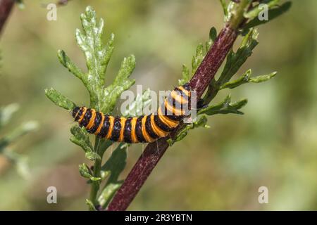 Tyria jacobaea, auch bekannt als Zimtschnecke (Raupe) Stockfoto