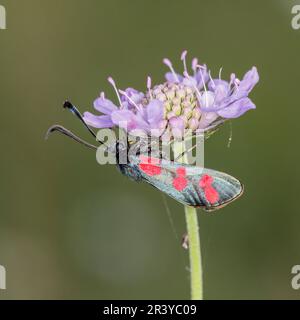 Zygaena filipendulae, bekannt als Six-Spot burnet, Six-Spot burnet Stockfoto