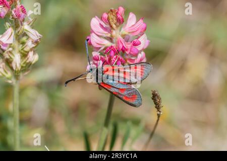 Zygaena loti, gemeinhin bekannt als schlanker Scotch burnet Stockfoto