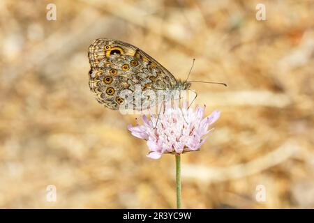 Lasiommata megera, bekannt als Mauerfalter, Mauerbrauner Schmetterling Stockfoto