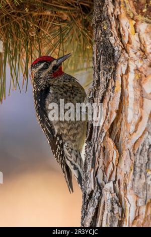 Roter Sapsucker, der sich zum Baum neigt Stockfoto