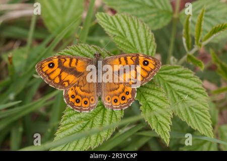 Lasiommata megera (Männlich), bekannt als Mauerschmetterling, Mauerschmetterling, Mauerschmetterling Stockfoto