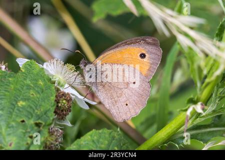 Maniola jurtina, auch bekannt als der braune Schmetterling der Wiese (männlich) Stockfoto