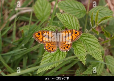 Lasiommata megera (Männlich), bekannt als Mauerschmetterling, Mauerschmetterling, Mauerschmetterling Stockfoto