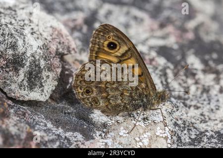 Lasiommata megera, bekannt als Mauerfalter, Mauerbrauner Schmetterling Stockfoto