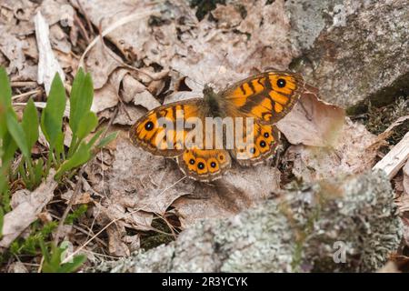 Lasiommata megera (Männlich), bekannt als Mauerschmetterling, Mauerschmetterling, Mauerschmetterling Stockfoto