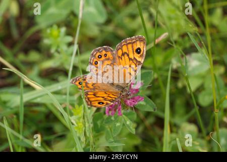 Lasiommata megera (weiblich), bekannt als Mauerschmetterling, Mauerschmetterling, Mauerschmetterling Stockfoto