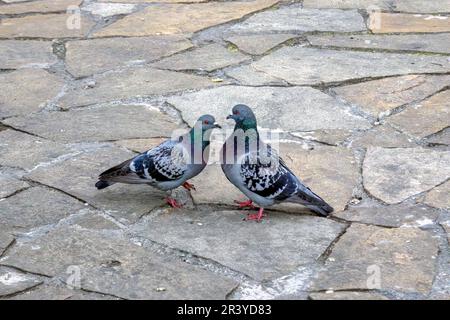 Die Haustaube Columba livia domestica oder Columba livia forma domestica. Stockfoto