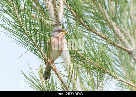 Moltoni's Warbler, Curruca iberiae oder Curruca subalpina, Single, männlich im Gesang, hoch oben im Busch, Cuber Reservoir, Mallorca, Spanien Stockfoto