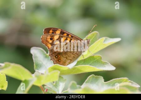 Pararge aegeria, ssp. Aegeria, bekannt als gesprenkelter Holzschmetterling, Holzschmetterling Stockfoto