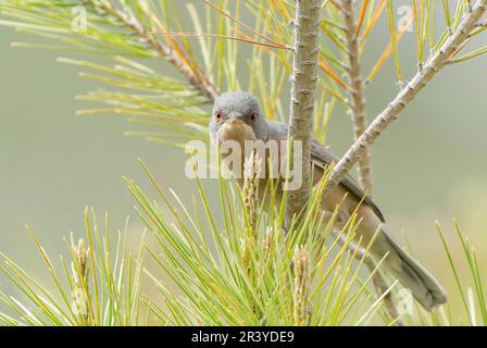 Moltoni's Warbler, Curruca iberiae oder Curruca subalpina, Single, männlich im Gesang, hoch oben im Busch, Cuber Reservoir, Mallorca, Spanien Stockfoto