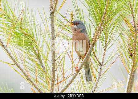 Moltoni's Warbler, Curruca iberiae oder Curruca subalpina, Single, männlich im Gesang, hoch oben im Busch, Cuber Reservoir, Mallorca, Spanien Stockfoto