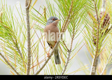 Moltoni's Warbler, Curruca iberiae oder Curruca subalpina, Single, männlich im Gesang, hoch oben im Busch, Cuber Reservoir, Mallorca, Spanien Stockfoto