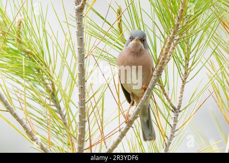 Moltoni's Warbler, Curruca iberiae oder Curruca subalpina, Single, männlich im Gesang, hoch oben im Busch, Cuber Reservoir, Mallorca, Spanien Stockfoto