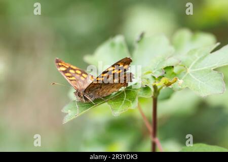 Pararge aegeria, ssp. Aegeria, bekannt als gesprenkelter Holzschmetterling, Holzschmetterling Stockfoto