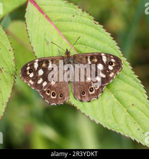 Pararge aegeria, ssp. Tircis, bekannt als gesprenkelter Holzschmetterling, Holzschmetterling Stockfoto